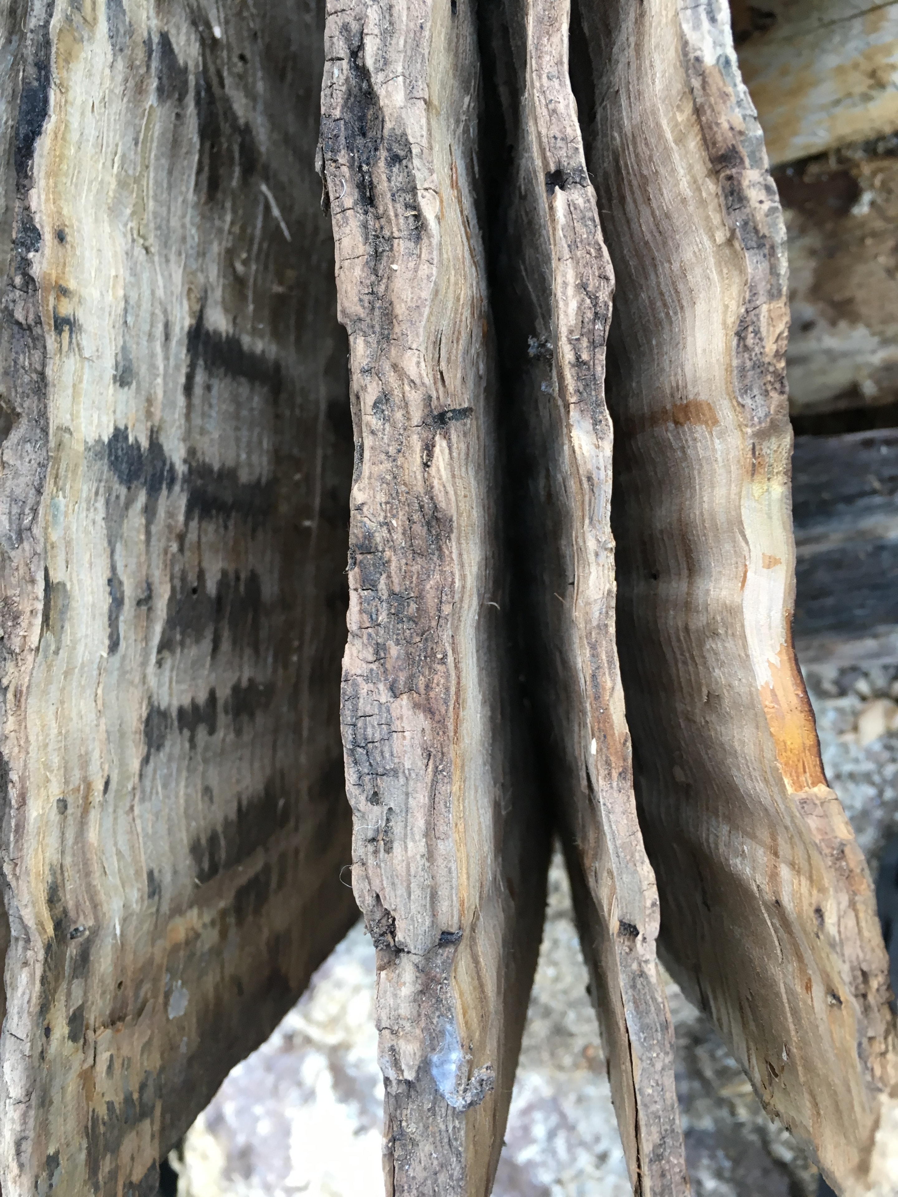 Close-up of wood grain texture